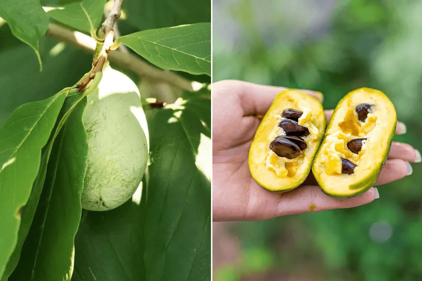 Pawpaw tree and fruit